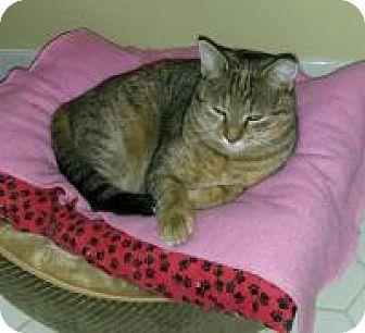 Lady (18153337)