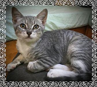 Lady (19568519)