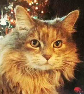 Lady Sasha (20572286)