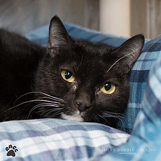 Lady Tuxedo (20397781)