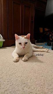 Lamb Chop (20612596)