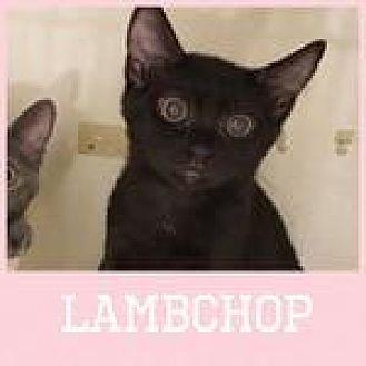 Lambchop (19831982)