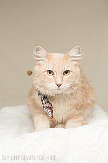 Lancelot (20618387)