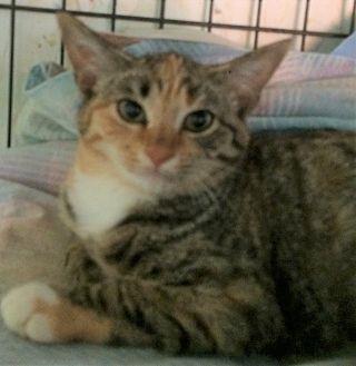 Lauretta (20478441)
