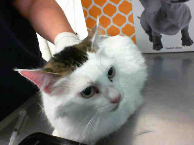 LAVERNE (A103599)
