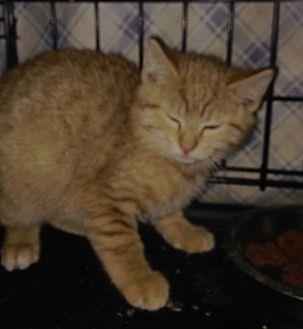 Layla (20158540)