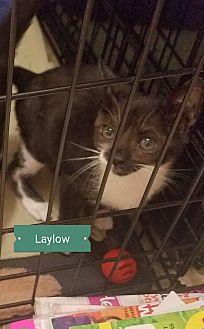 Laylow (19932945)