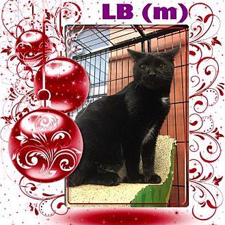 LB (20295300)
