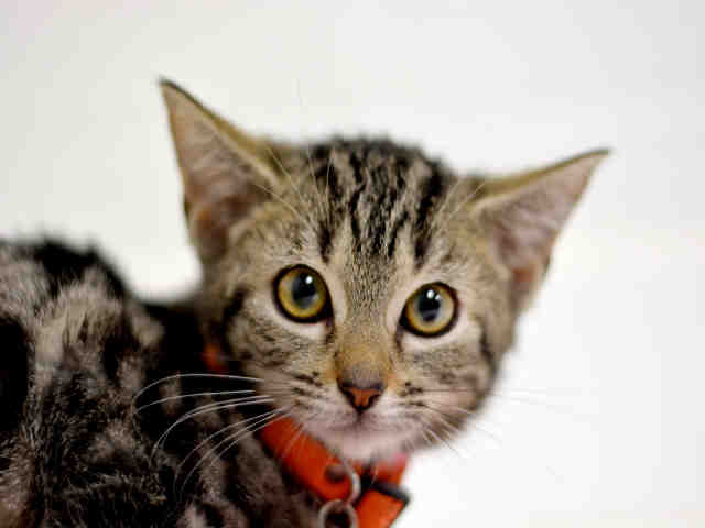 LEIA (A1931754)