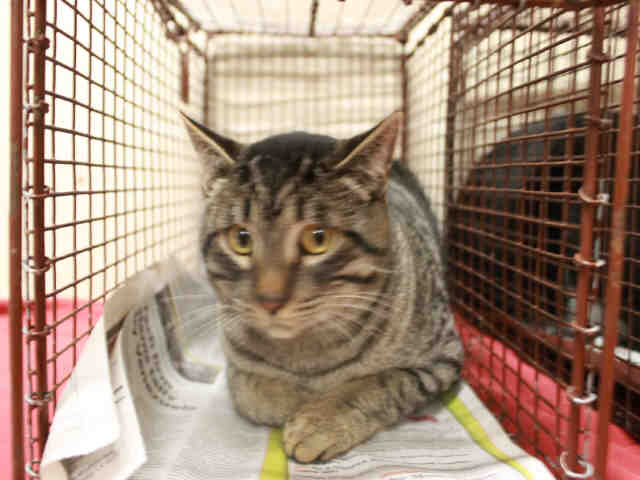 *LENNY (A492018)