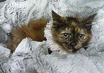 Lenora (20377370)