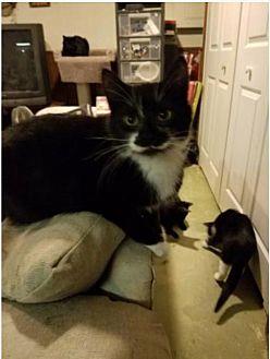 Lentil (20148505)