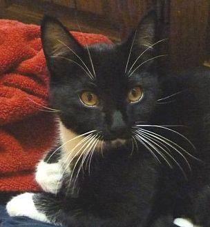 Leo (kitten) (19797194)
