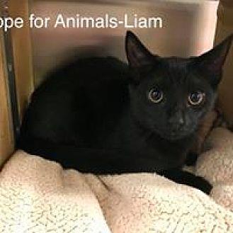 Liam (19991109)