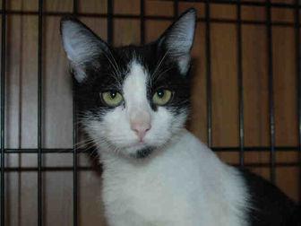 LIBBY (20623960)