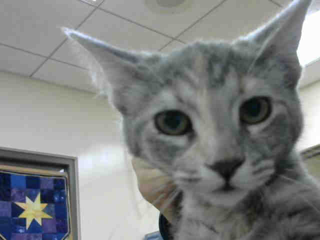 LIBERTY (A901766)