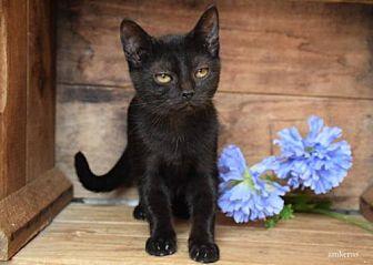 Licorice (18995123)