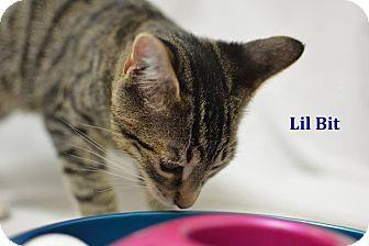 Lil Bit (18864252)