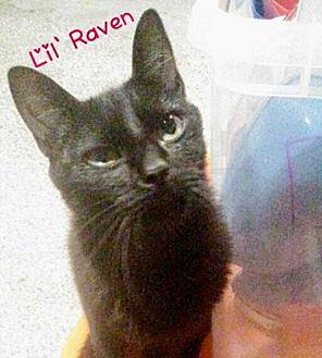 Lil’ Raven ( (17444659)