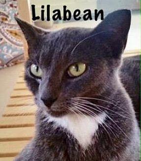 Lilabean (19880192)
