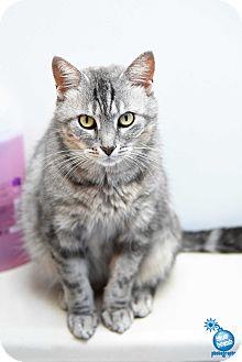 Lilac (17856710)