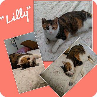 Lilly (18775827)