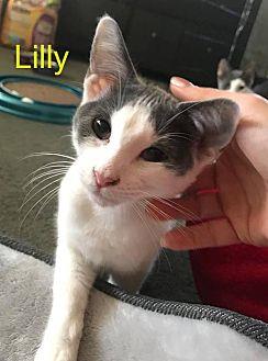 Lilly (20401566)