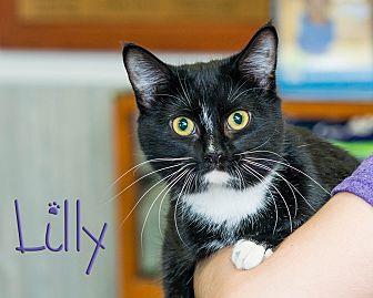 Lilly (20671521)
