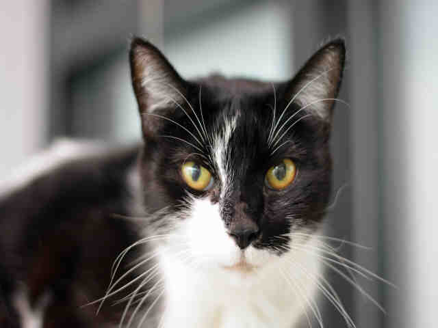 LILO (A1933962)