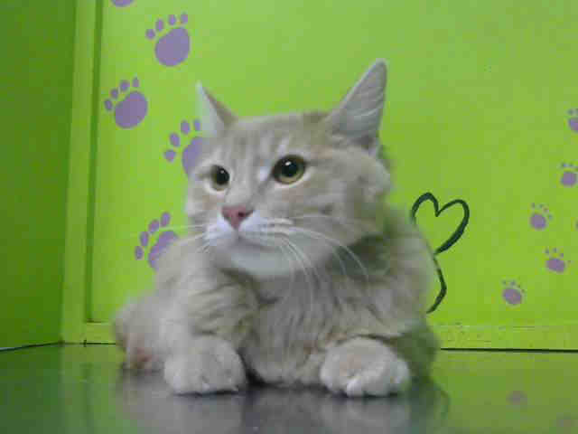 LILY (A1517860)