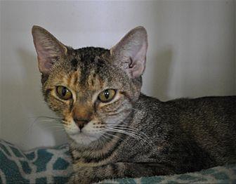 Lily Belle (20351338)