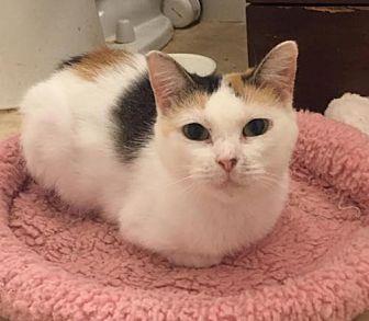 Linda (20175741)