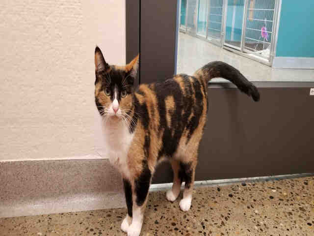 LINDA (A178651)