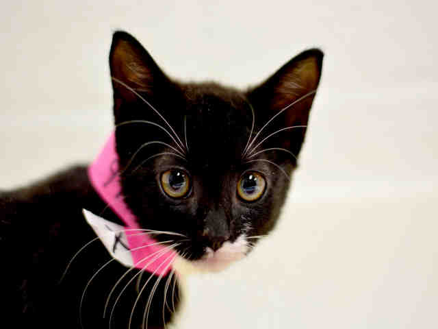 LINDA (A1931466)