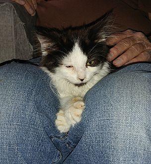 Lindy (20073169)