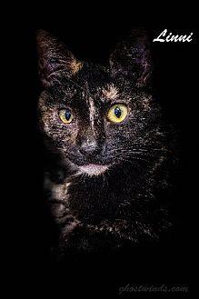 Linni (17279097)