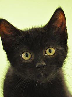 Little Jerry (19401448)