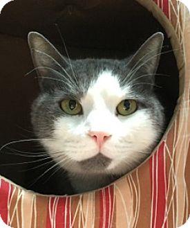 Little Kitty (16481831)