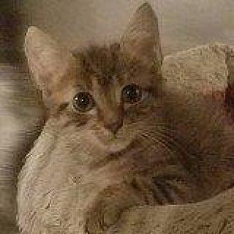 LITTLE LEWIS (19016525)