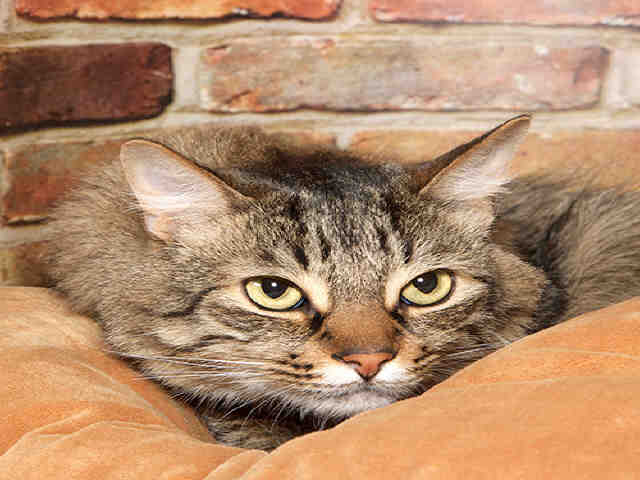 LOGAN (A028441)