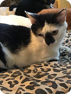 Lola (17205793)