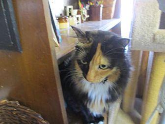 Lola (20131764)