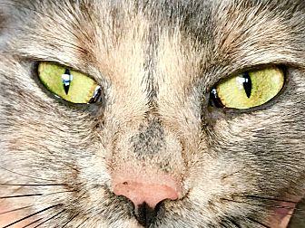 Lola (20270155)