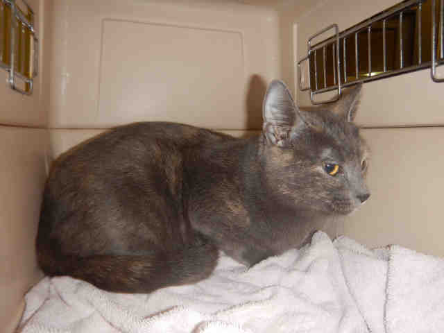 LOLA (A1069753)