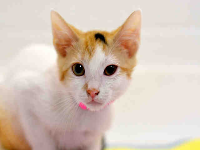 LOLA (A1931468)