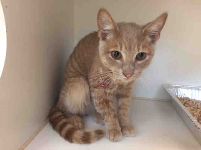 LORCAN (A010651)