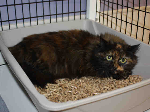 LORETTA TNR (A119869)