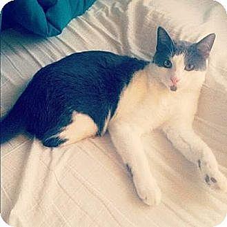Louie (10530023)