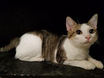 Louie (19013925)