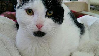 Love Muffin (20076724)